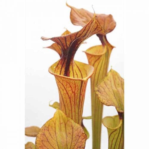 9jsOHyD6JOS3mtdjEs4u.jpg 9jsOHyD6JOS3mtdjEs4u.jpg