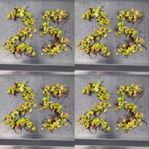 Offer: Dionaea muscipula, 100 plants