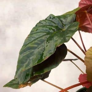 9rh1VRv6THdK488lYAw2.jpg carnivorsandmore – Deine Quelle für seltene Pflanzen