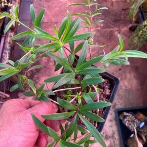 Aeschynanthus spec. Needle Leaf