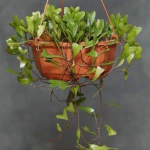 Pyrrosia piloselloides, heart shaped leaves