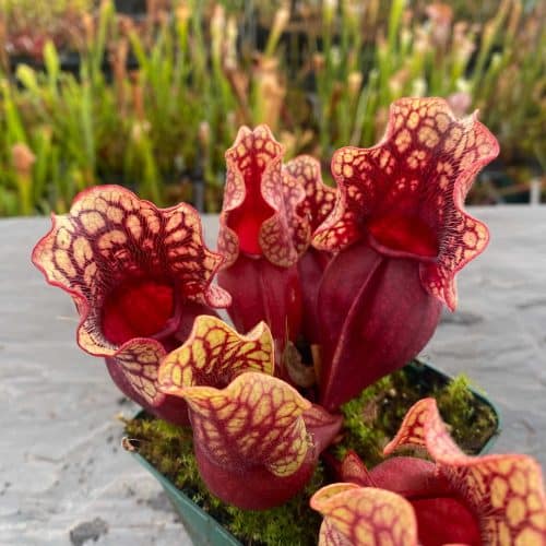 A7Lc3JPbNwno90HYeWa4.jpg A7Lc3JPbNwno90HYeWa4.jpg