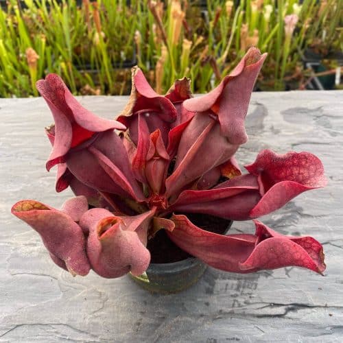 ACzmT633iBRXA1PG0pJX.jpg ACzmT633iBRXA1PG0pJX.jpg