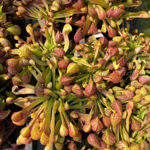 Sarracenia psittacina var. okefenokeensis "Giant", Liberty Co., Sumatra, XXL plants