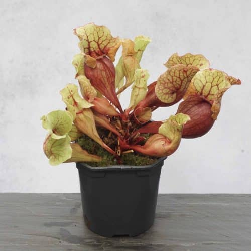 AHhCM7nRK5KaYuGTT6oE.jpg AHhCM7nRK5KaYuGTT6oE.jpg