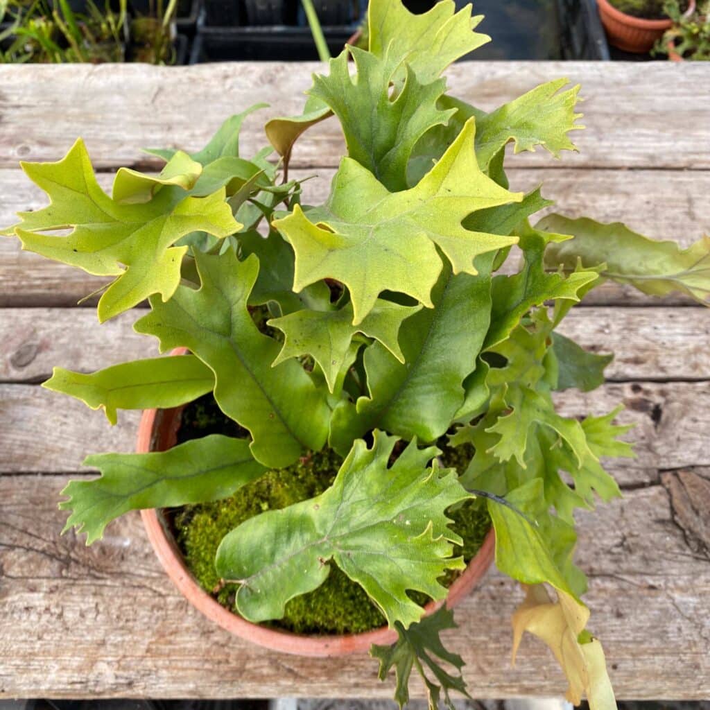 Pyrrosia lingua var. obake (Crestate form #1)