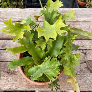 Pyrrosia lingua var. obake (Crestate form #1)