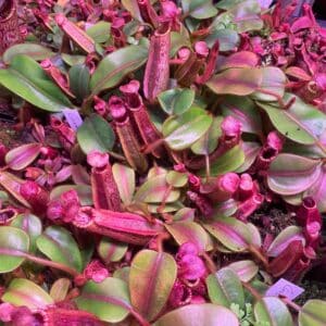 Nepenthes veitchii Candy x mollis, 8-12 cm
