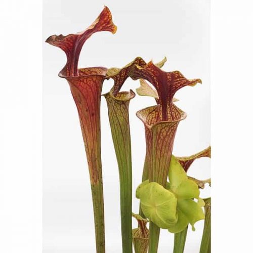 ATqY4NcmCRHDEM6J5YxI.jpg ATqY4NcmCRHDEM6J5YxI.jpg