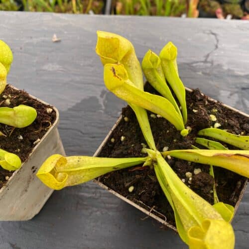 AY6MLYbXQjB0mhhCosO4.jpg AY6MLYbXQjB0mhhCosO4.jpg