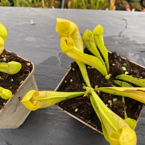 AY6MLYbXQjB0mhhCosO4.jpg AY6MLYbXQjB0mhhCosO4.jpg