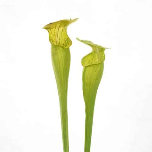 AYIZb5FXYS47UGCTNiT3.jpg AYIZb5FXYS47UGCTNiT3.jpg