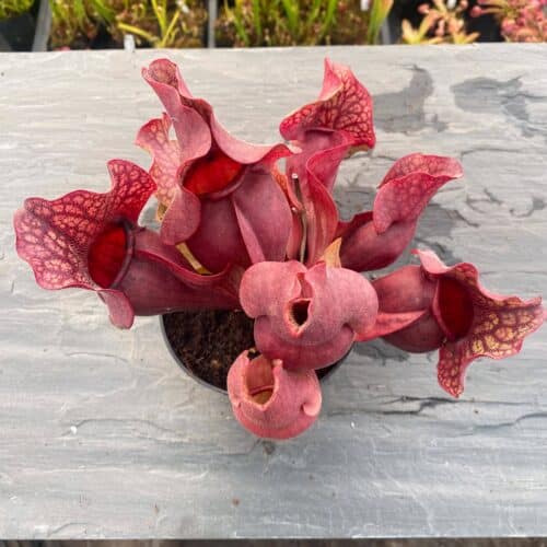 AZRgAvzWVhGi8Cz86KLx.jpg AZRgAvzWVhGi8Cz86KLx.jpg