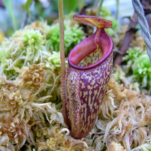 AuiVJTwQWwc5nJiETjPk.jpg AuiVJTwQWwc5nJiETjPk.jpg