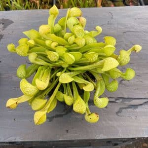Sarracenia psittacina var. okefenokeensis f. viridescens, Sandy Creek Road
