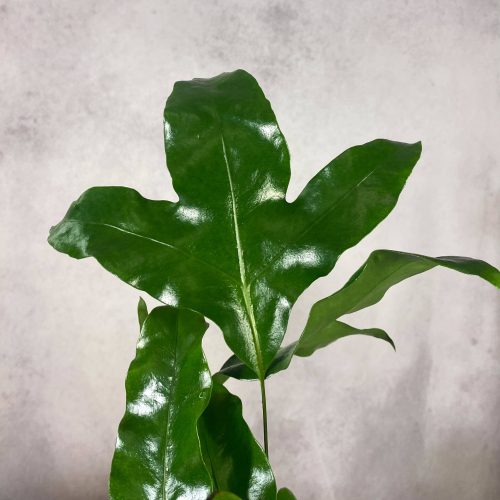 AxhqkizbAycSEZwPiBKX.jpg AxhqkizbAycSEZwPiBKX.jpg