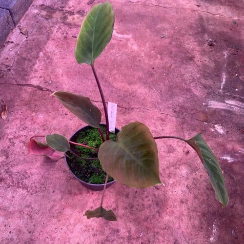 Ayucmv47kcwHkPCo6162.jpg Ayucmv47kcwHkPCo6162.jpg