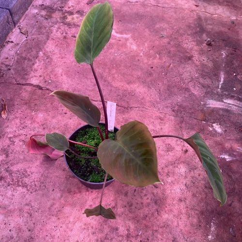 Ayucmv47kcwHkPCo6162.jpg Ayucmv47kcwHkPCo6162.jpg