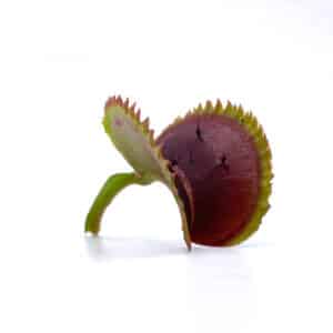 Dionaea muscipula "Vitiglio"