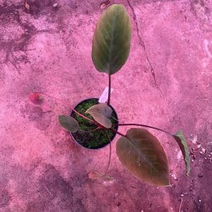 Homalomena humilis Red Leaf