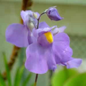 Utricularia