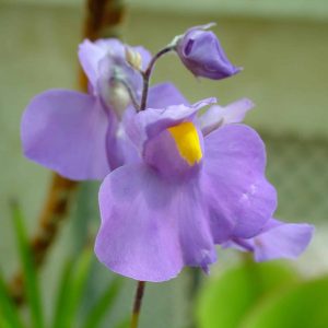 Utricularia