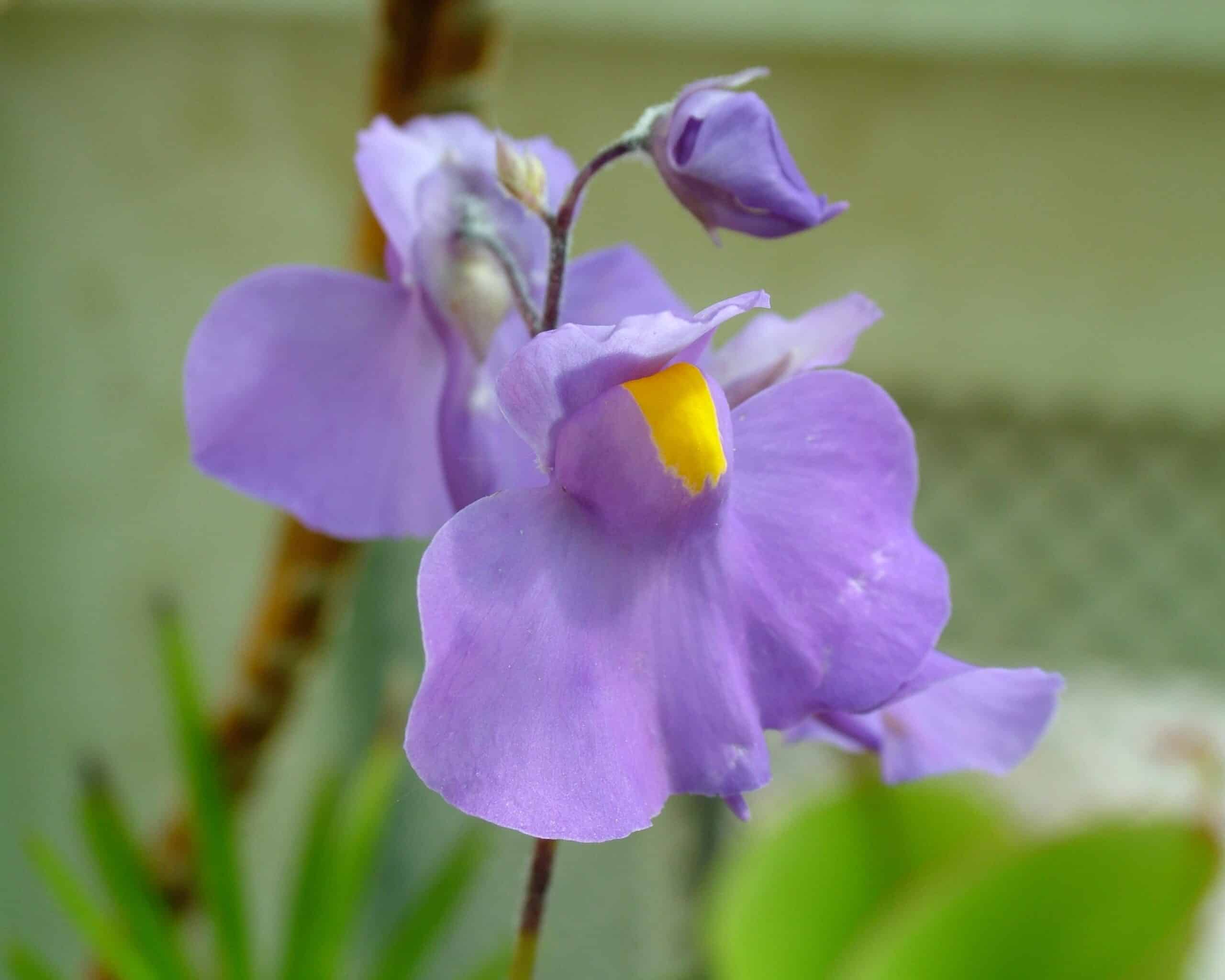 Karnivoren - utricularia