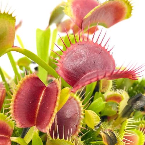 BCMYwAMAoFxqLkYmFAzN.jpg BCMYwAMAoFxqLkYmFAzN.jpg