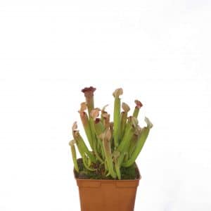 Sarracenia rubra ssp. gulfensis "Fat Pitchers"ᅠ