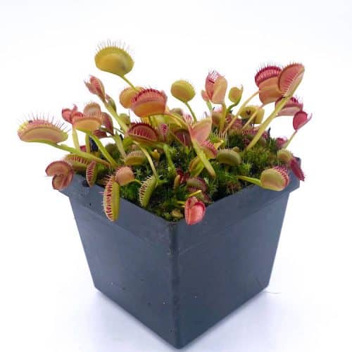 BKyBfTsOCok0vY4Q7g00-1.jpg BKyBfTsOCok0vY4Q7g00-1.jpg