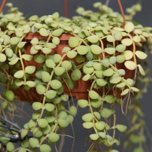 BOyyDlH4ZR2Kfd6ZjxgS-1.jpg BOyyDlH4ZR2Kfd6ZjxgS-1.jpg