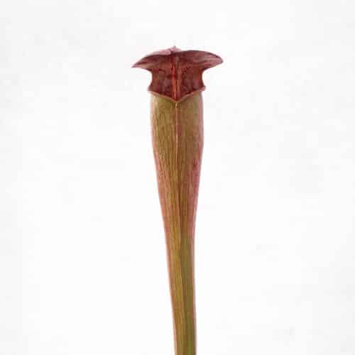 BPWeWjg46bEMXXN4YDo1.jpg BPWeWjg46bEMXXN4YDo1.jpg