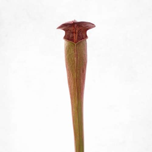 BPWeWjg46bEMXXN4YDo1.jpg BPWeWjg46bEMXXN4YDo1.jpg