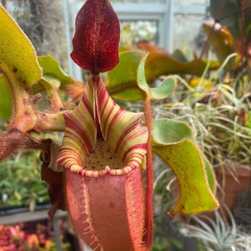 BUllGz4qTmWujenUu4SZ.jpg BUllGz4qTmWujenUu4SZ.jpg