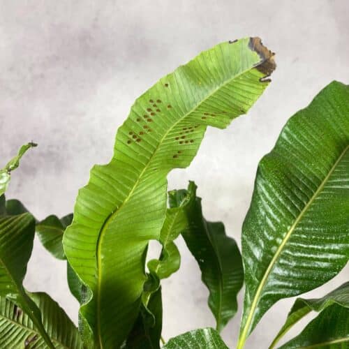 BaHW58jRFu9pW8leWcY9.jpg BaHW58jRFu9pW8leWcY9.jpg