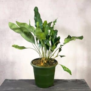 Elaphoglossum wurdackiiﾠ