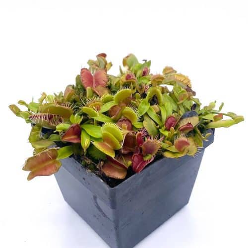 BevVXkY50M1nem8rsKfz-1.jpg BevVXkY50M1nem8rsKfz-1.jpg