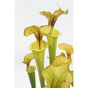 Sarracenia flava var. flava, Dinwiddie, Virginia, MK F 6