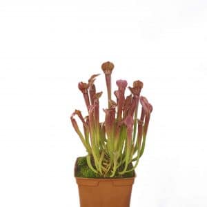 Sarracenia rubra ssp. rubra "Long Lidded Form", MK RR 4