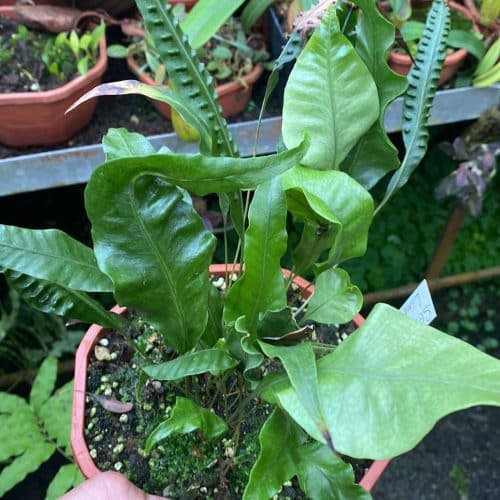 BpVWbdgCHblImhmVBG86.jpg BpVWbdgCHblImhmVBG86.jpg