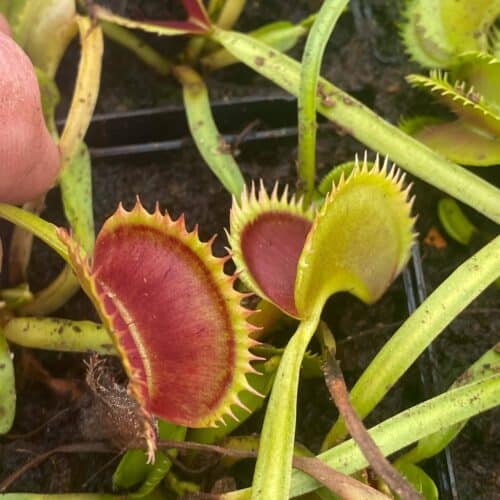 BrAcC8yzVTIZkqLaR8Nc.jpg BrAcC8yzVTIZkqLaR8Nc.jpg