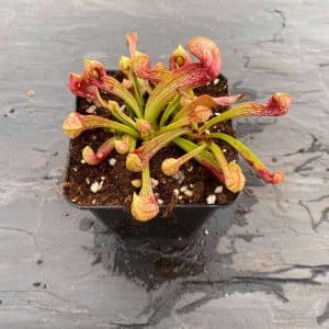Sarracenia psittacina, Wewahitchka, seedgrown, 10-12cm