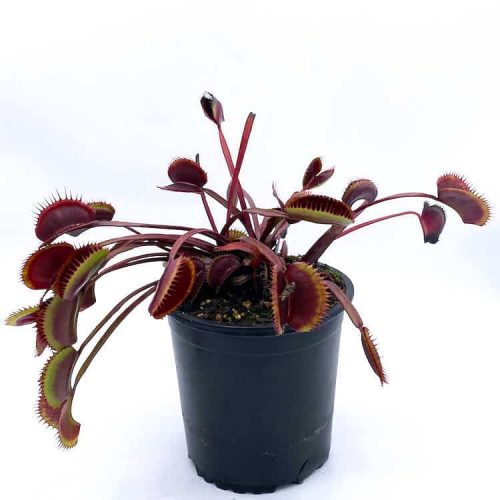 C29t99NraoMV2AUliHTA.jpg C29t99NraoMV2AUliHTA.jpg