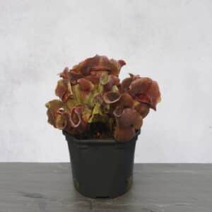 Sarracenia purpurea ssp. venosa "Buddha Belly x BG Bonn"