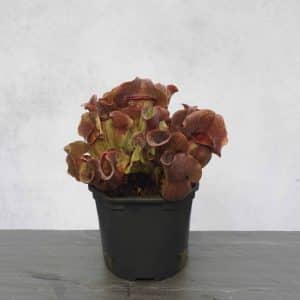 Sarracenia purpurea ssp. venosa "Buddha Belly x BG Bonn"