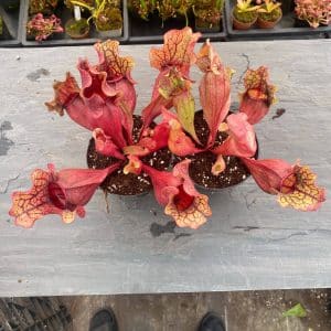 Sarracenia purpurea ssp. venosa Tatnall x Buddha Belly, 14-20 cm