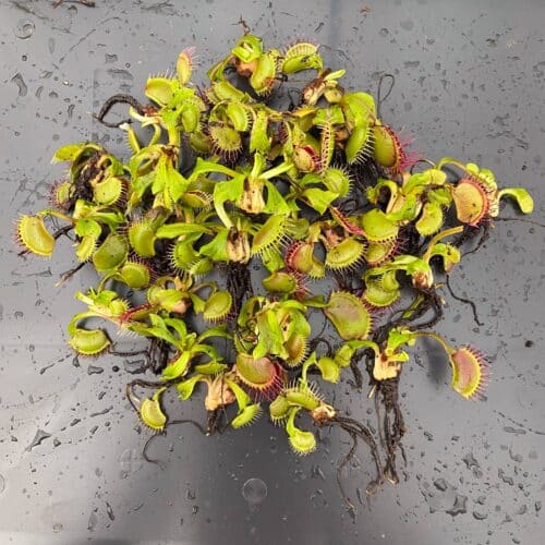 CJri8HbSkuKEwUM9M7h4.jpg CJri8HbSkuKEwUM9M7h4.jpg