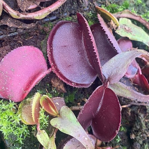 CMDRFGUjJei1Cq4MBJGV.jpg CMDRFGUjJei1Cq4MBJGV.jpg