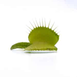 Dionaea muscipula "CK Green Schuppenstiel"