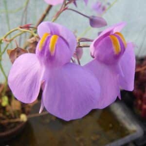 Utricularia reniformis "Big Form"
